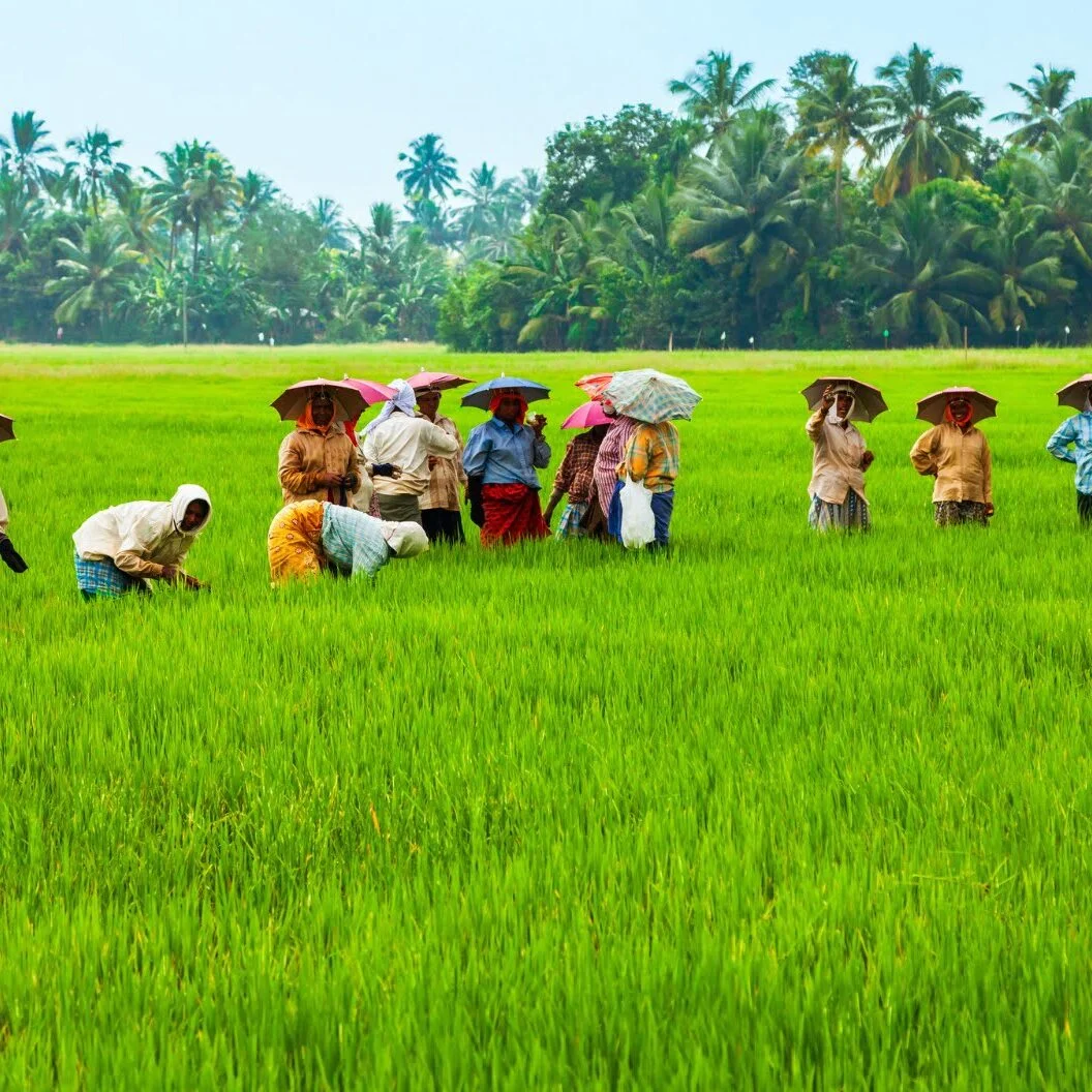 Kerala paddy fields 1056x1056